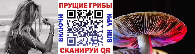 блэк спрут зеркало  Фатеж  Галлюциногенные грибы Psilocybine cubensis 