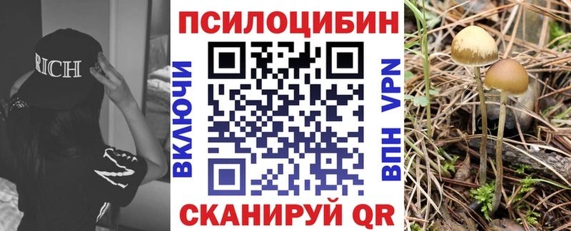 Псилоцибиновые грибы Psilocybe Фатеж
